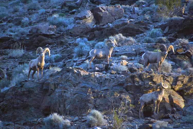 bighorn sheep